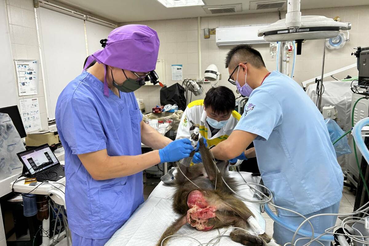 高雄中興梅西動物醫院與壽山動物園獸醫師協力為狒狒牙齒進行根管治療。 圖：高雄市觀光局/提供