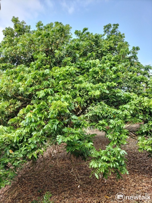 荔枝5月開始收成期、芒果7月開始收成期、龍眼8月開始收成期，但是現在都面臨同樣的困境，就是荔枝、芒果、龍眼都因為氣候因素，拒絕開花，導致目前農民會有收成困難的問題。 圖：陳亭妃服務處提供