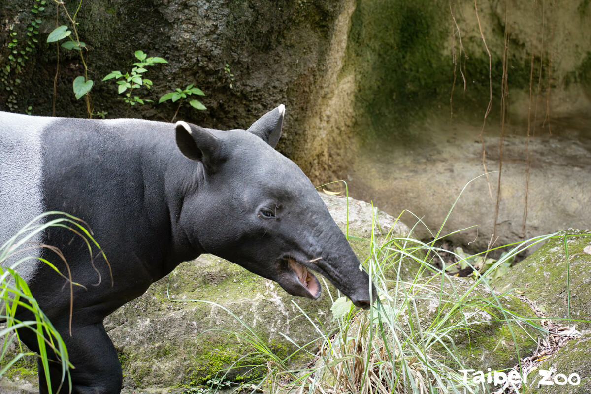 昨(20)日馬來貘「貘豆」遠赴日本。 圖：台北市立動物園／提供