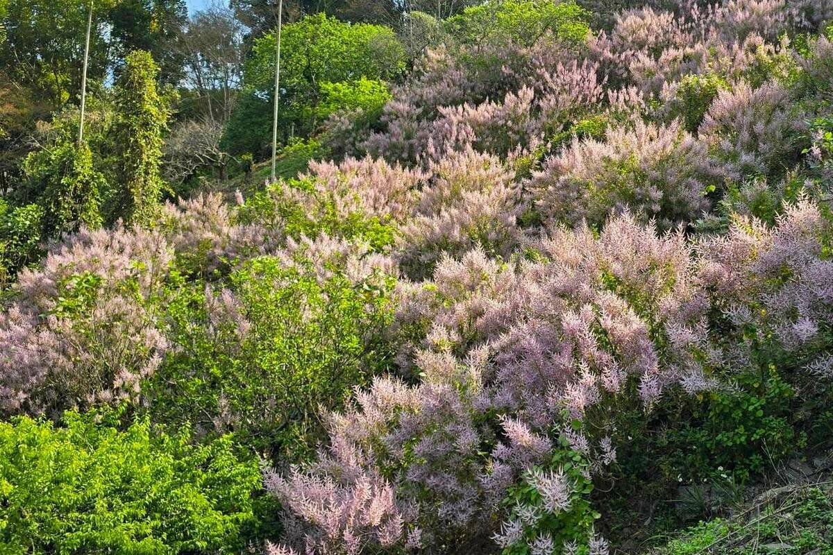 竹林休閒農業園區盛開的麝香木。 圖：高雄市觀光局/提供
