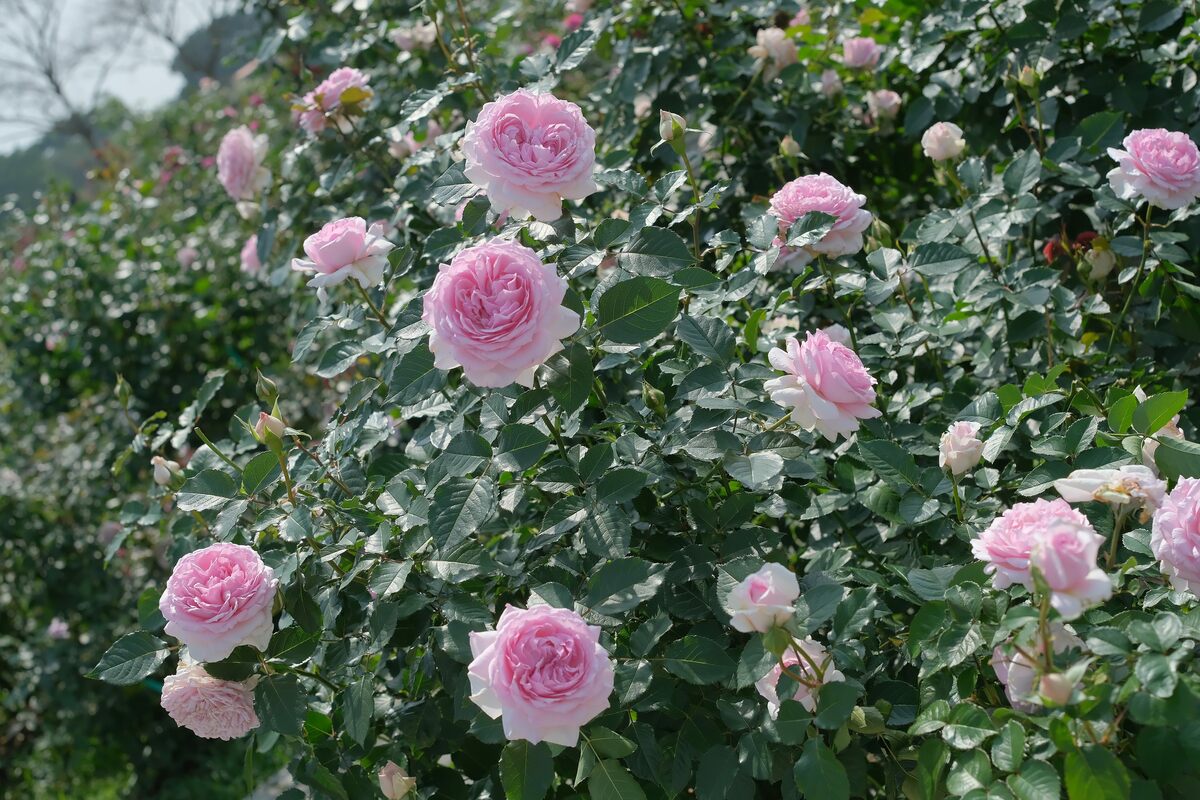 「尤麗蒂茜」香氣融入茶香，強香，花香清透香甜芬芳。. 圖：台北市政府工務局公園處／提供