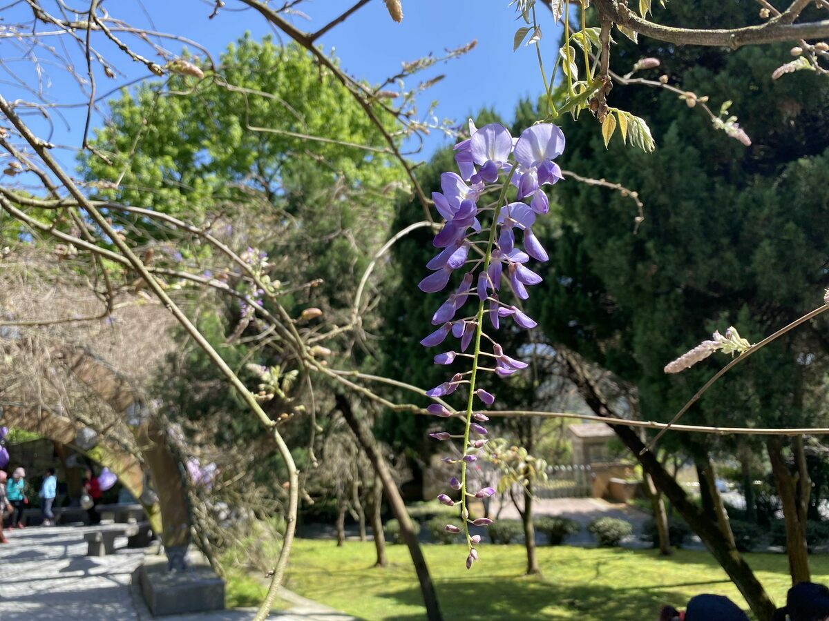 春天到了，北投湖山社區緊接著櫻花季節後，將迎來充滿優雅氣息的紫藤花。 圖：台北市政府工務局大地工程處／提供