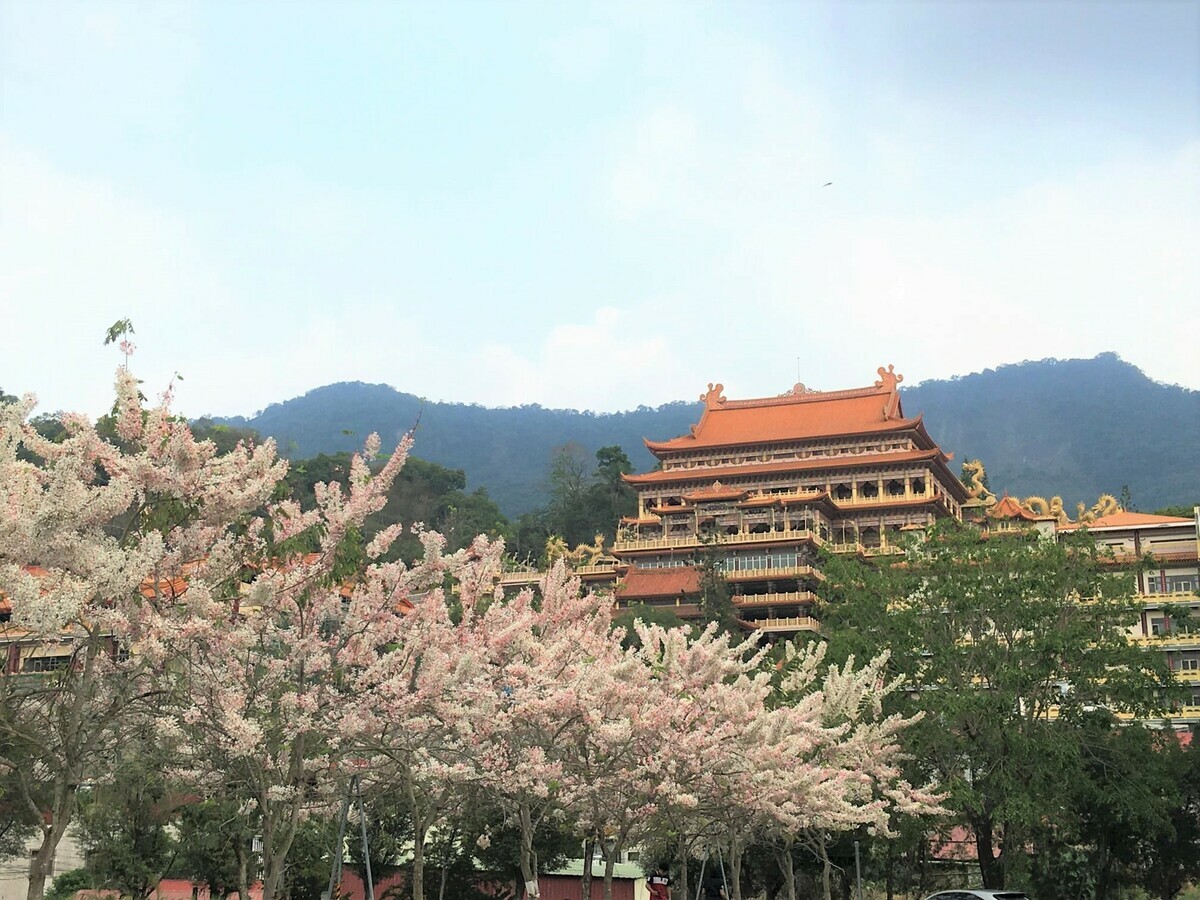 台南知名的花旗木聖地，西港區金砂里與南化區玉山寶光聖堂內的花旗木都已盛開。 圖：台南市政府觀光旅遊局／提供