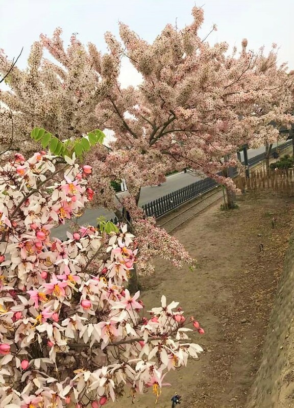 金砂里花旗木步道。 圖：台南市政府觀光旅遊局／提供