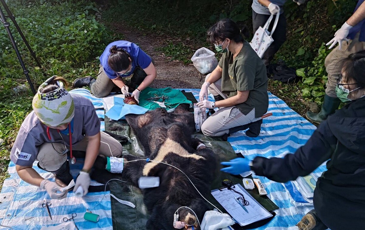 「達古阿里」於18時30分左右送達台東池上的野灣野生動物醫院，目前狀況穩定。 圖：林業及自然保育署花蓮分署／提供