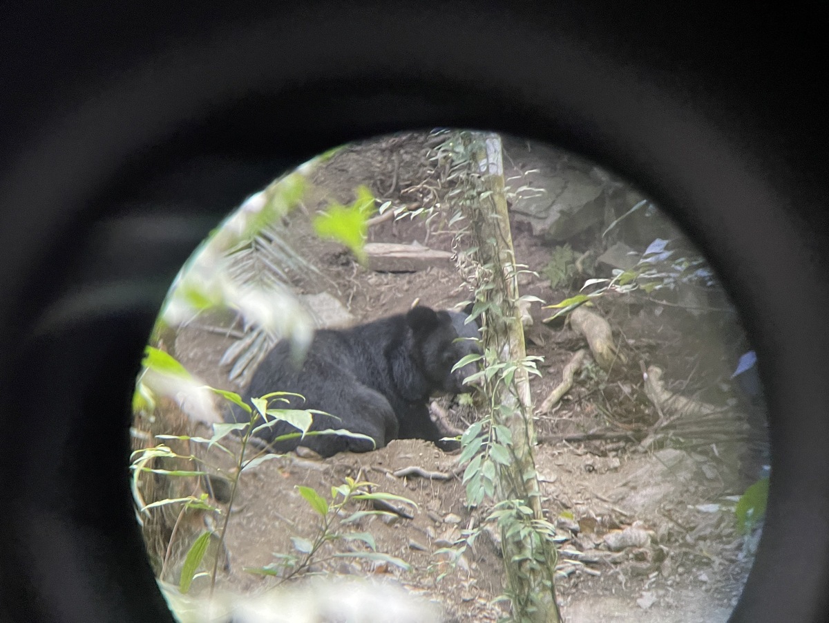 保育類動物台灣黑熊日前被尋獲，受困於卓樂部落產業道路旁海拔僅319公尺的私有原保地。 圖：林業及自然保育署花蓮分署／提供