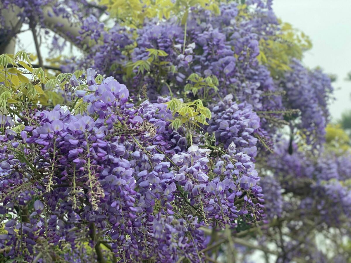 4月即將迎來4天的連假，民眾到南部不妨到嘉義縣瑞里、瑞峰社區，目前紫藤花季登場，吸引眾多遊客前來搶拍。 圖：翻攝自嘉義縣文化觀光局官網