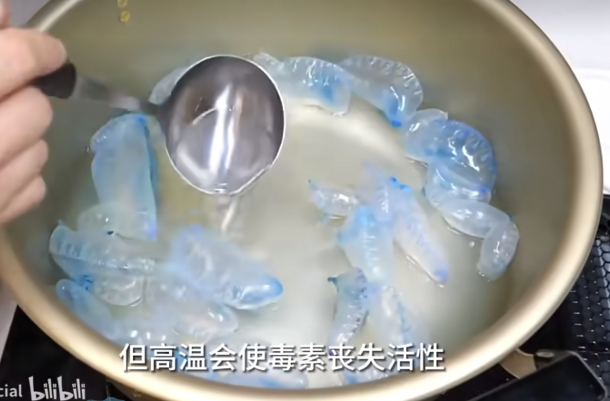 1 位日本人到海邊收集僧帽水母，並將其煮食。 圖：翻攝自 BiliBili