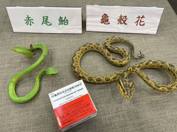 清明連假登山、掃墓，遇蛇機率高！疾管署統計，每年有超過1000位民眾遭到毒蛇咬傷，而台灣常見毒蛇中，最常被「龜殼花」、「赤尾鮐」咬傷。 圖：疾管署／提供 (資料照)
