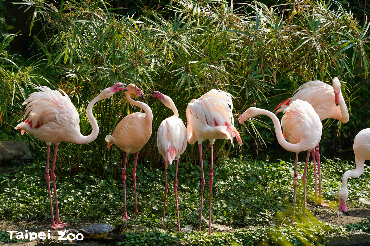 凍漲27年的台北市立動物園將於4月1日起漲價，普通票100元、優待票50元、團體票70元。 圖：台北市立動物園／提供