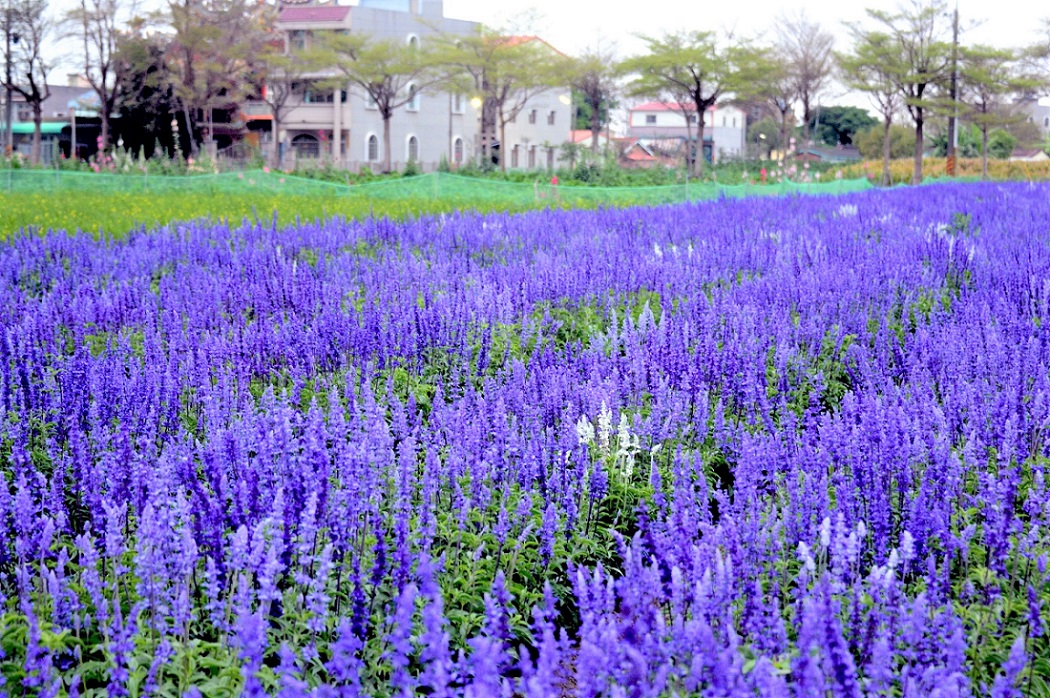 「學甲蜀葵花文化節」園區內，由主角蜀葵花搭配鼠尾草共同綻放。 圖：台南市觀光旅遊局／提供