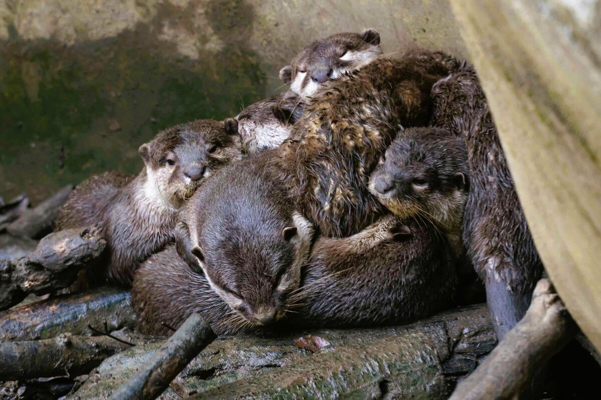 春天是許多動物育幼的時節，小爪水獺寶寶們玩累了正與媽媽在春日里補眠。 圖：取自台北市政府官網