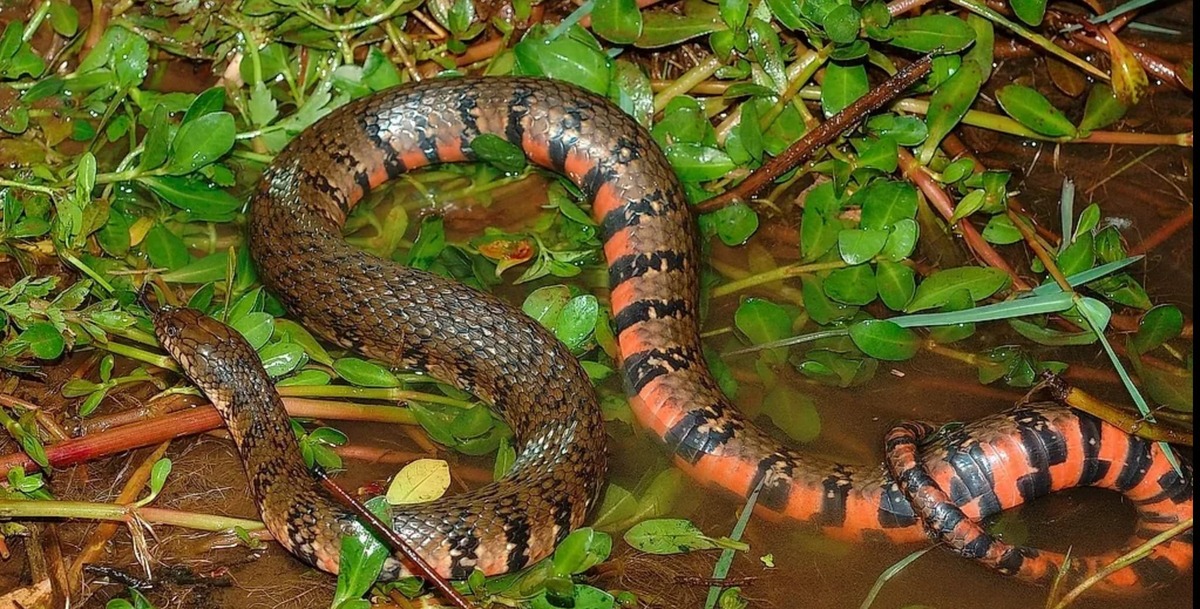 過去常見於池塘、草澤、水田等淡水濕地的赤腹游蛇(Trimerodytes annularis)，近50年來因棲地消失及農藥汙染等因素，導致族群岌岌可危。 圖：農業部林業及自然保育署／提供（汪仁傑／攝）