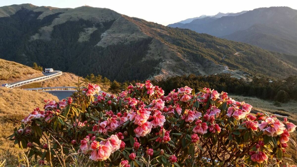 每年4月至6 月，是合歡山迎來杜鵑花季的時節，合歡山擁有台灣高海拔特有種杜鵑。 圖：翻攝自公路局公路人臉書