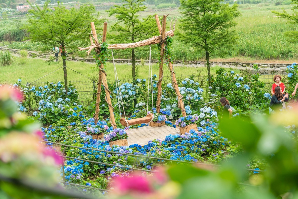 以美滿為花語的繡球花也是不容錯過的存在，花期自5月中一直到6月底。 圖：取自公園新花漾臉書