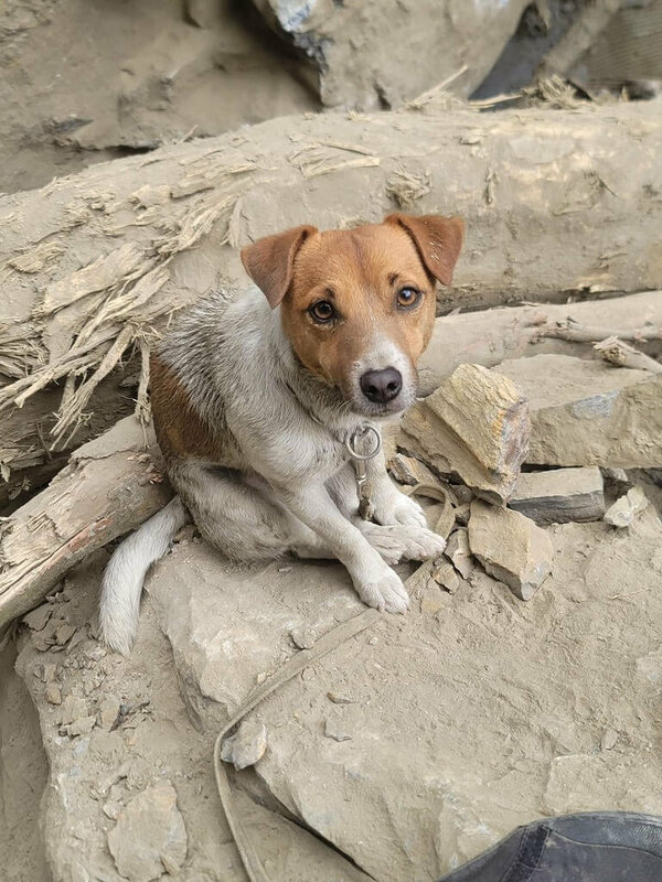 花蓮縣消防局特搜搜救犬小組成軍3年首度出勤，體型嬌小的搜救犬Wilson（圖）5日在砂卡礑步道執行任務，以出色嗅覺與敏銳洞察力找到2名罹難者。 圖：花蓮縣消防局提供