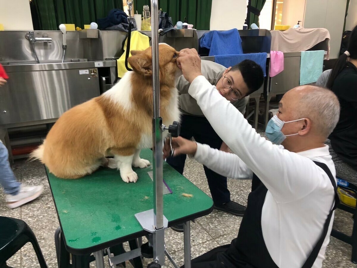 台中市勞工局開辦的寵物美容基礎技術培訓班上課情形。 圖：台中市政府/提供