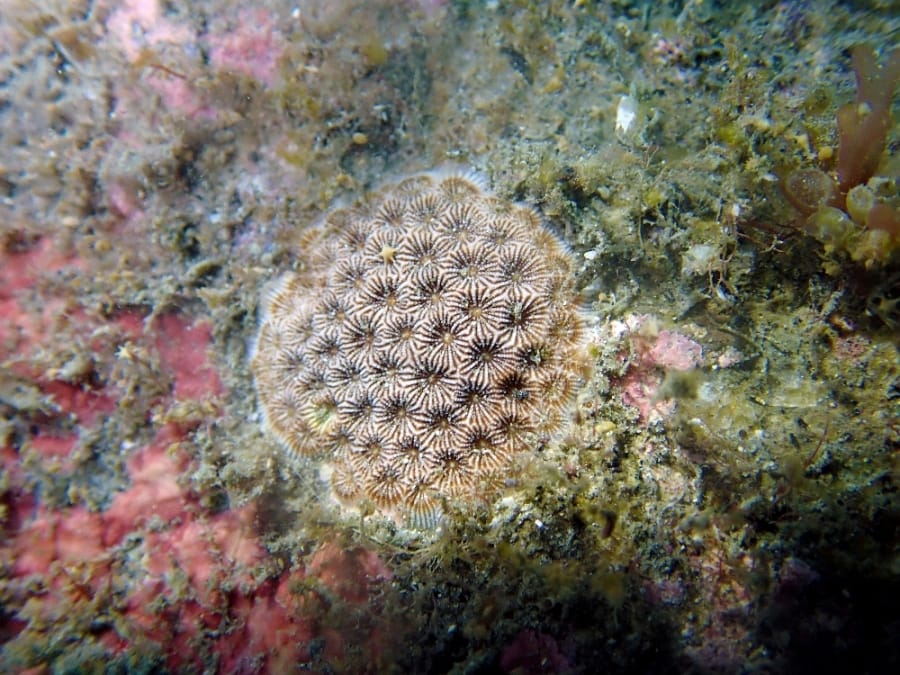 基翬海域是台灣特有種一級保育類「福爾摩沙偽絲珊瑚」的棲地。 圖：地球公民基金會提供/黃靖雲攝