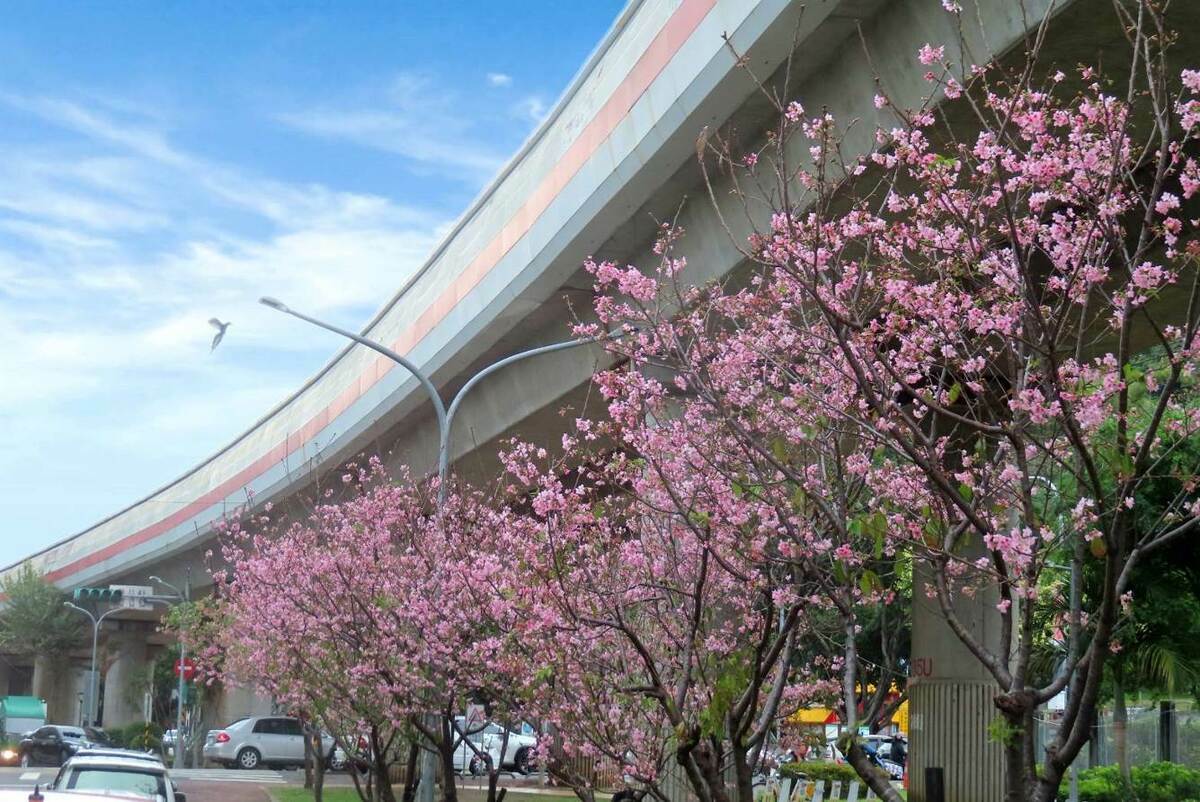 劍潭國小對面捷運線形公園富士櫻盛開。 圖：台北市政府工務局公園路燈工程管理處／提供