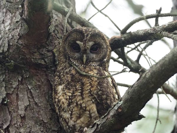 玉山國家公園管理處表示，近日有民眾放置老鼠、以其他食物引誘東方灰林鴞捕抓獵物的瞬間。 圖：翻攝自玉山國家公園臉書