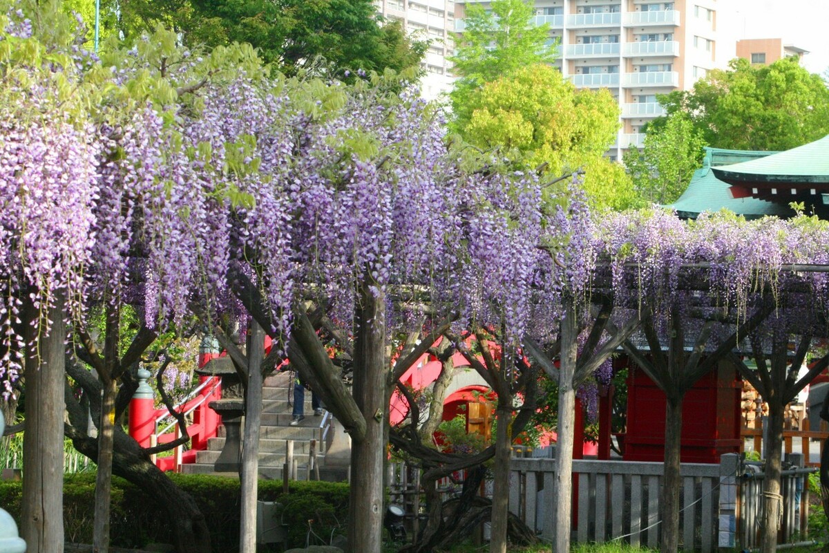 號稱「東京第一賞藤勝地」的龜戶天神社，每年紫藤花盛開時，都吸引大批遊客前來朝聖。 圖：©KAMEIDO TENJINJYA／提供