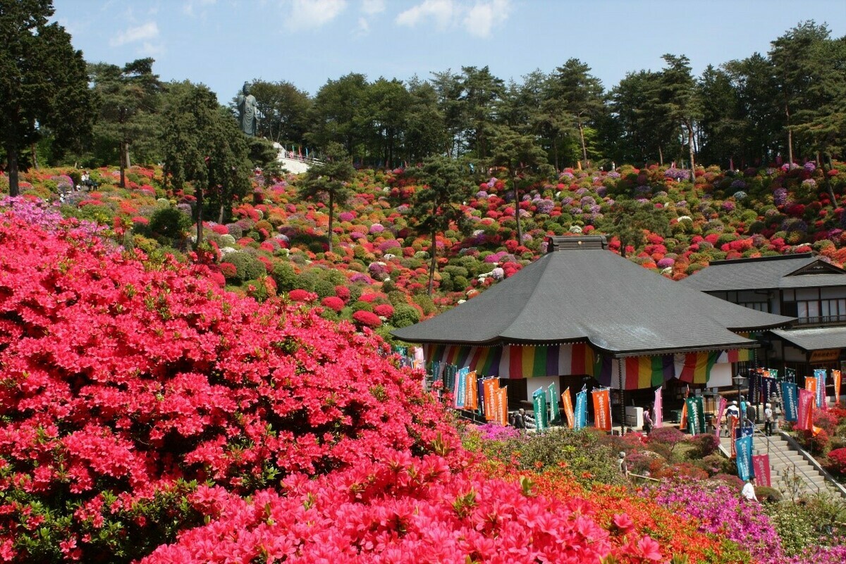 鹽船觀音寺境內色彩繽紛的杜鵑花綻放，讓整個寺內都亮了起來。 圖：© SHOFUNE KANNON Temple／提供