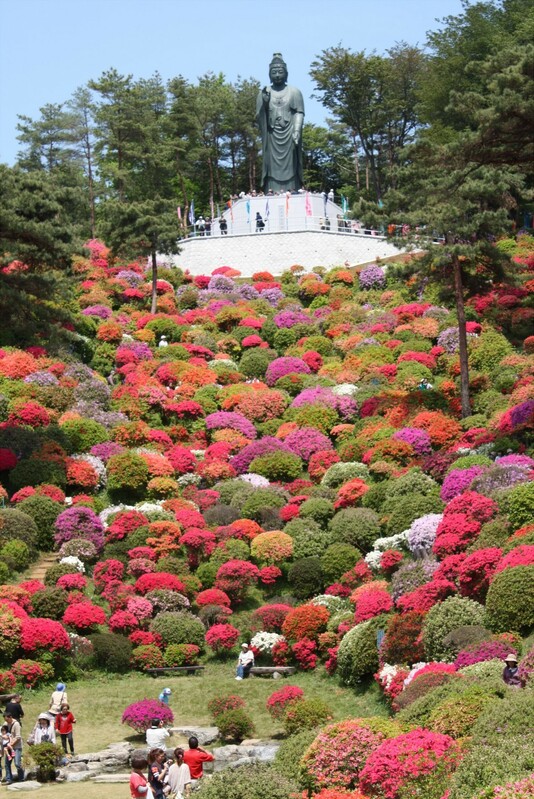 鹽船觀音寺杜鵑花盛開季節，佈滿園區360度的小山丘，美不勝收。 圖：© SHOFUNE KANNON Temple／提供