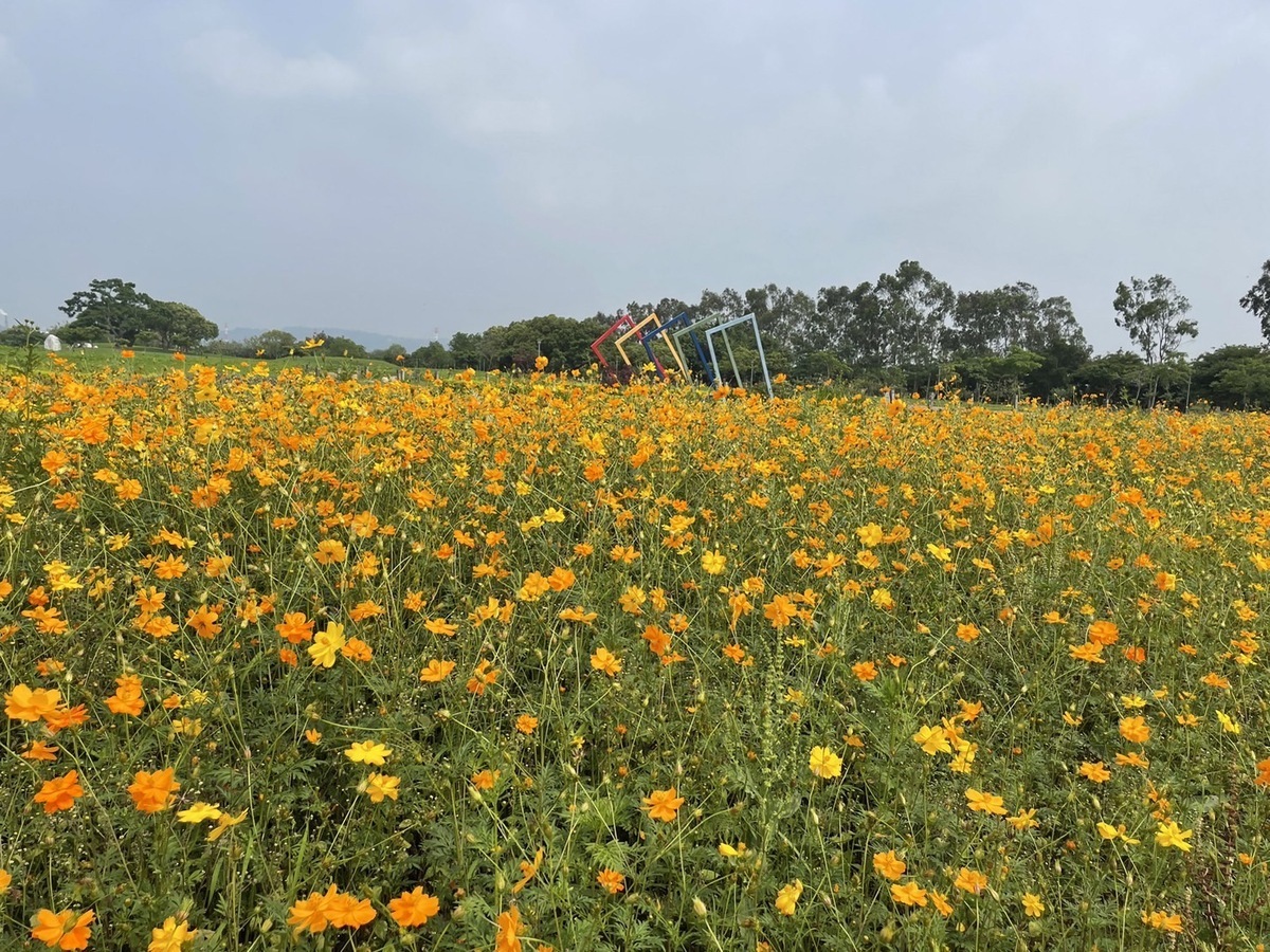 一望無際的波斯菊花海將大地染成橘黃色。 圖：台中市政府建設局／提供