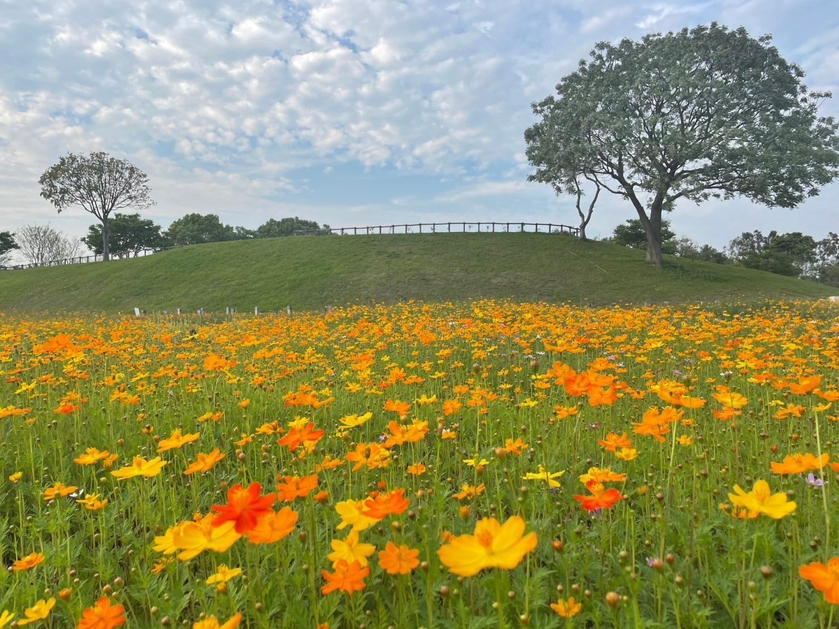 后里環保公園波斯菊花季預計到4月底。 圖：台中市政府建設局／提供