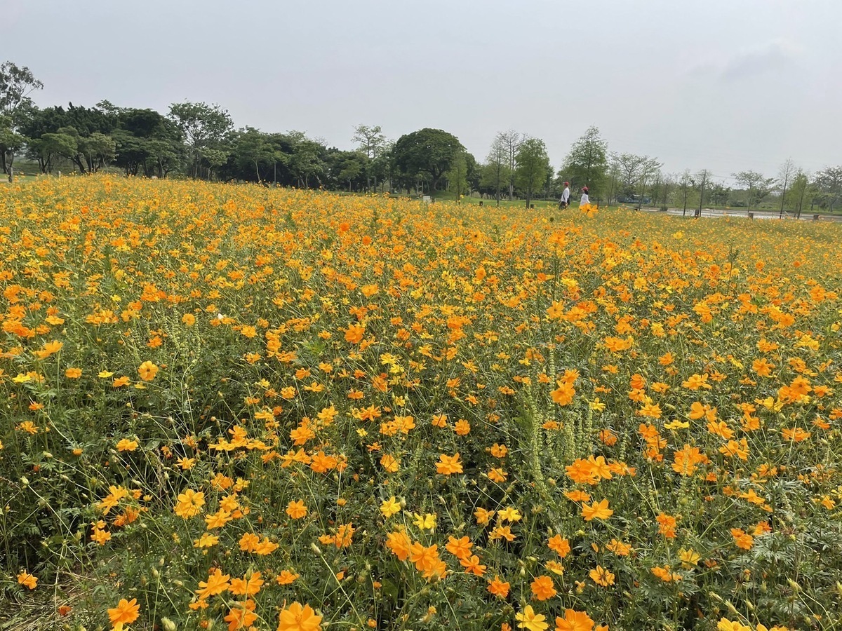 后里環保公園種植面積約4000平方公尺的波斯菊。 圖：台中市政府建設局／提供