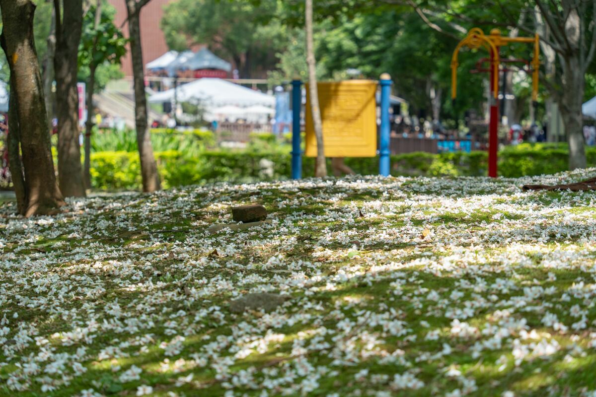桃園未來2個禮拜將迎來桐花的全盛期。 圖：桃園市政府／提供