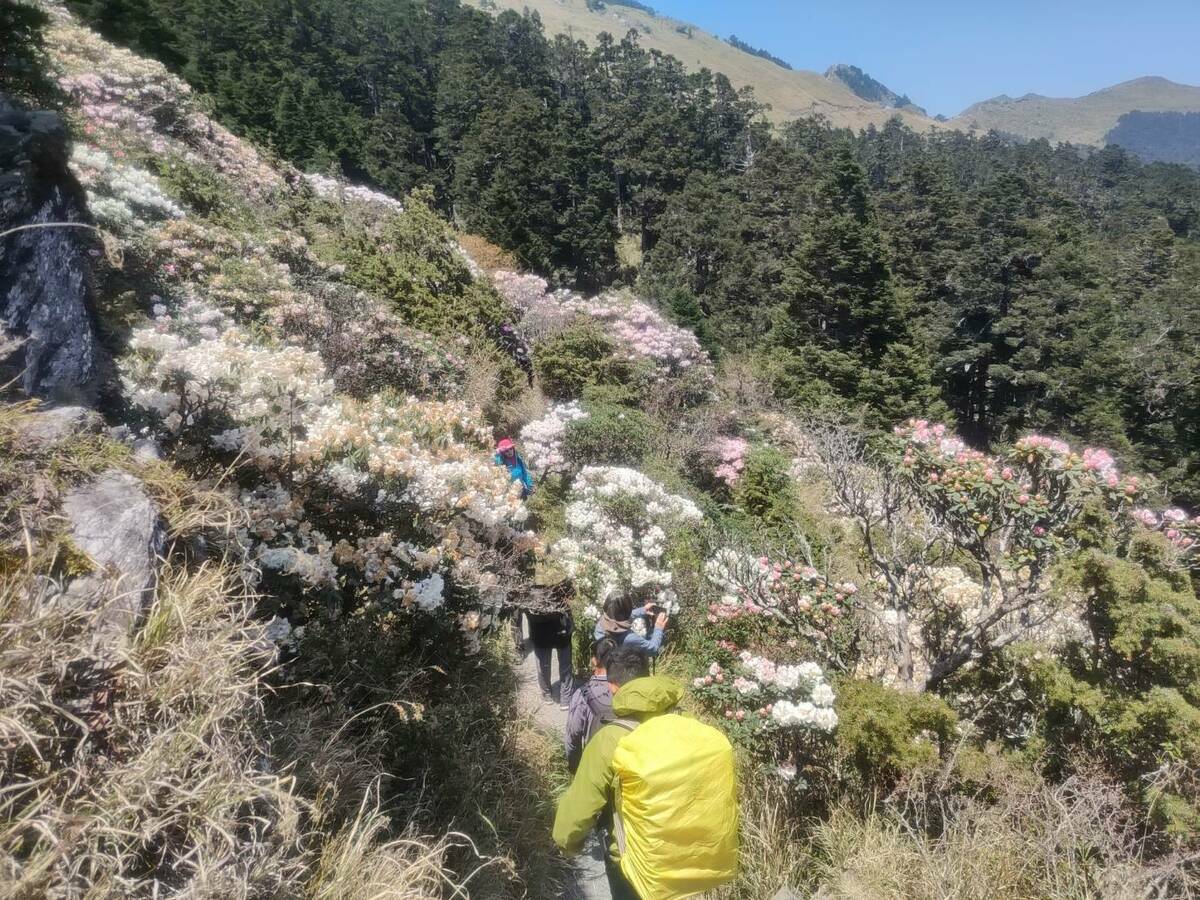 每年4至5月為合歡山花季，讓不少人想前往賞花。 圖：太魯閣國家公園管理處／提供