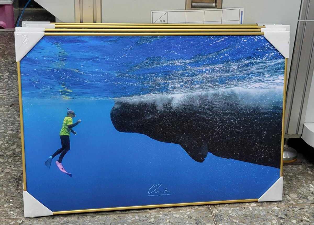 彈頭在模里西斯潛水與抹香鯨共遊並伸手觸摸等，引起當地人不滿，海洋保育署特別提醒，在台灣所有鯨豚也都是受保護物種，而國人在海外旅行時應尊重當地法規，合法賞鯨不做違法舉動，以防對國家形象造成負面影響。 圖：翻攝自彈頭臉書專頁