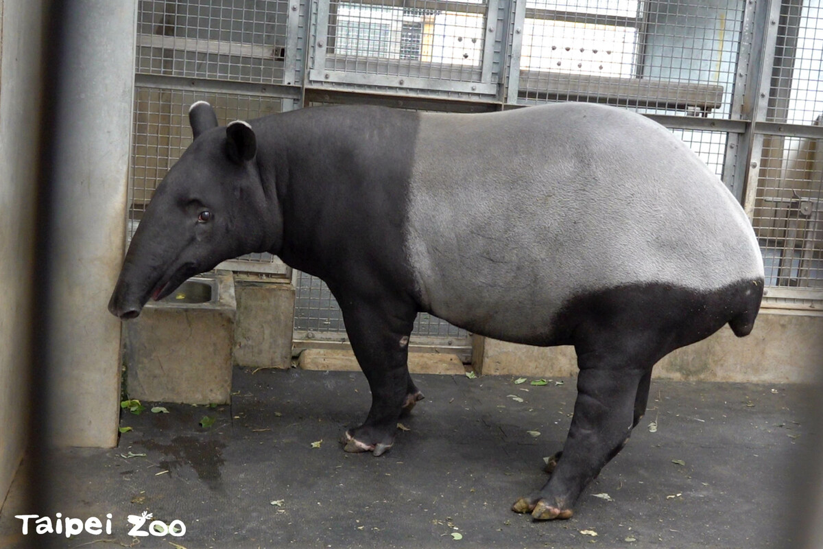 園內第一隻成功繁殖的馬來貘「貘莉」。 圖：台北市立動物園／提供