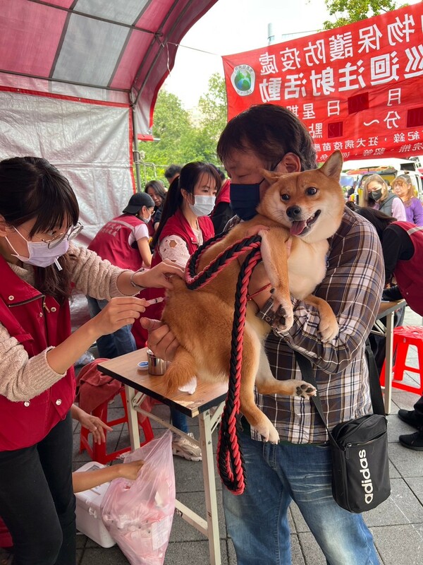 狂犬病疫苗及晶片植入。 圖：新北市動保處/提供