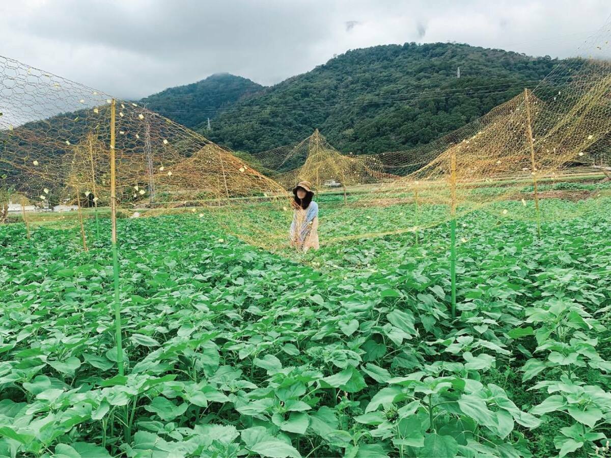 為了協助振興花蓮農業，農業部爭取1.83億元的「獎勵農村旅遊」預算，規劃發放250元面額的類農遊券。 圖：翻攝自農業部臉書