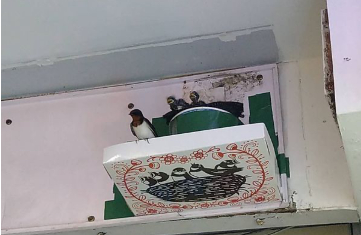 林業及自然保育署與台北鳥會WBST攜手合作，特別推出了一款防水可接燕糞的「燕你好好板」，目前徵求百名免費試用者。 圖：台北鳥會 / 提供