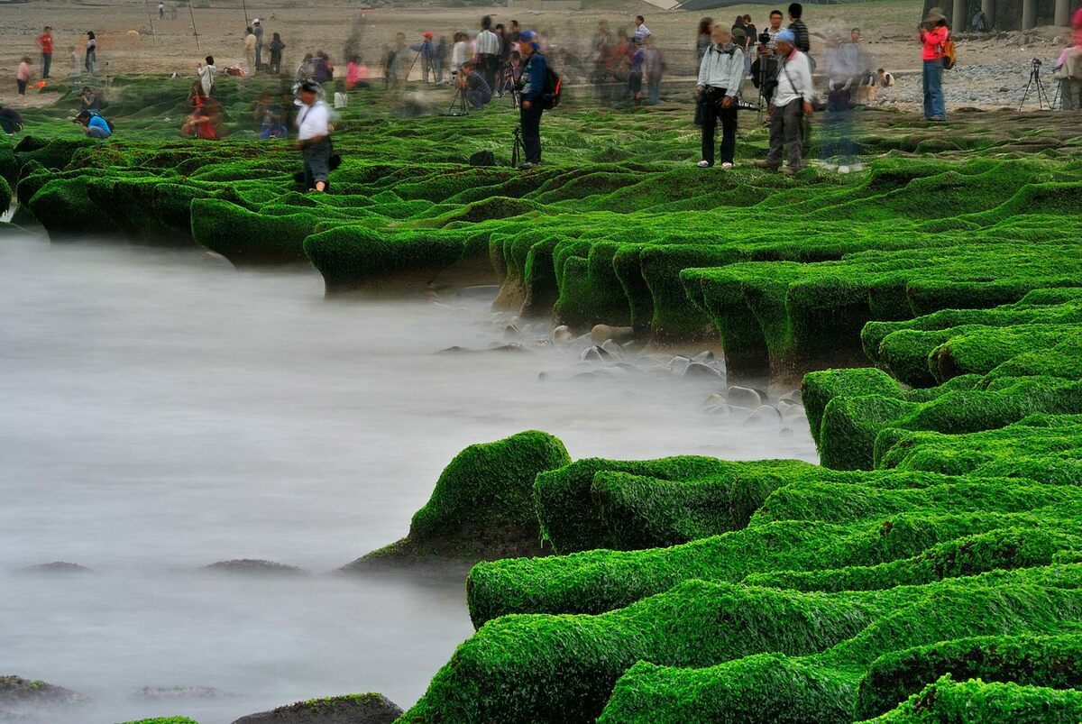 老梅石槽稱綠石槽海岸，因為大片海藻附著在石槽上，綠意盎然的美景吸引許多遊客前往拍美照。不過，近日有網友表示，有許多遊客為了拍美照，踐踏在綠石槽上。 圖：翻攝自交通部觀光署臉書