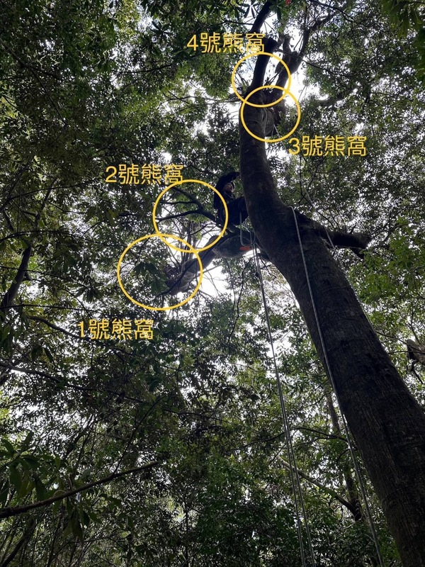 青剛櫟樹上的熊窩數量。 圖：林業及自然保育署台中分署／提供