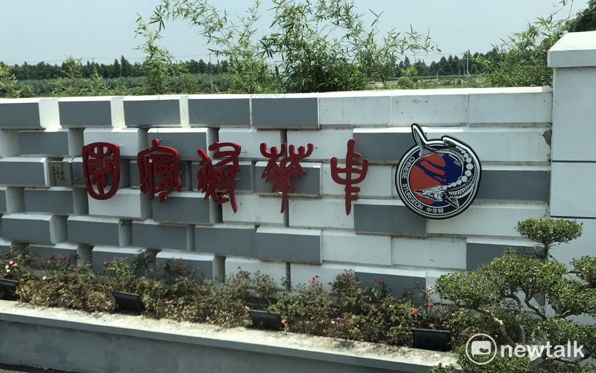 上海市郊中華鱘保護區。 圖：周煊惠/攝