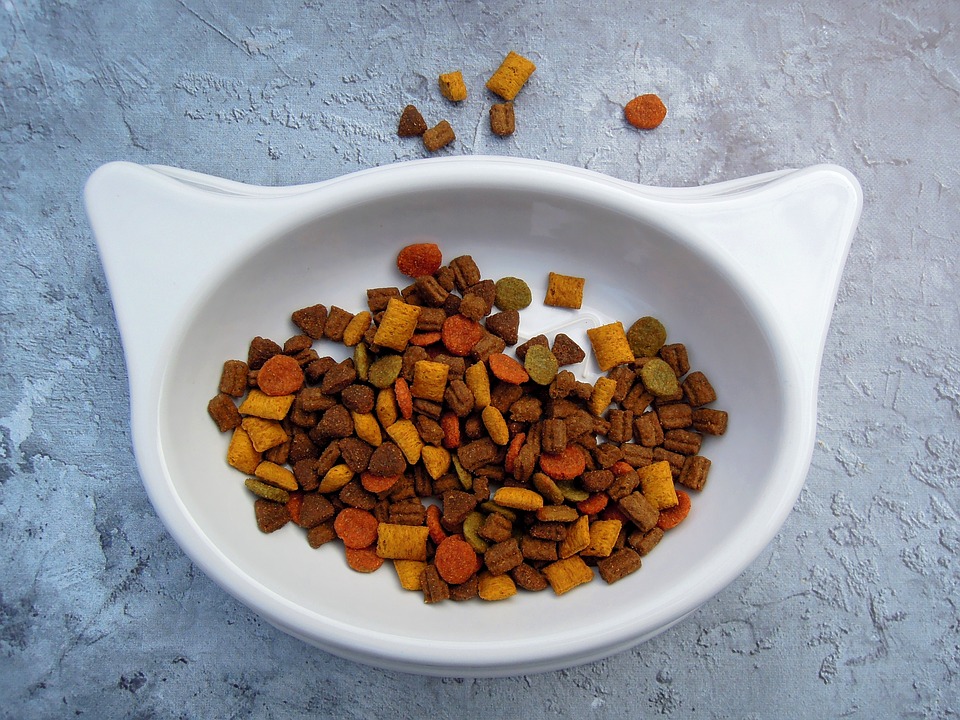 如果愛貓因為吃了貓糧而出現過敏，請更換為以容易消化食材為主的貓糧，低敏貓糧或防過敏配方貓糧等。 圖：寵毛網petsmao資訊平台提供