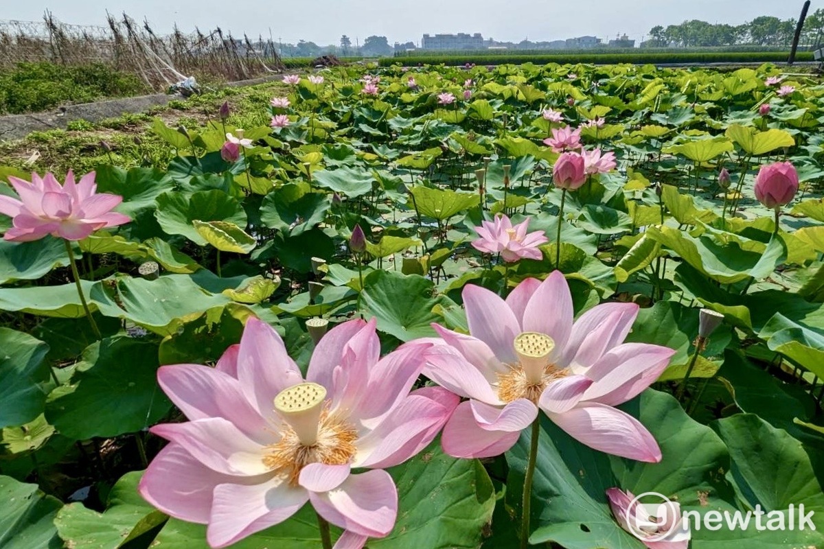 台南白河地區5月至6月蓮花陸續盛開，「2024白河蓮花季」系列活動也正式起跑。 圖：台南市政府提供