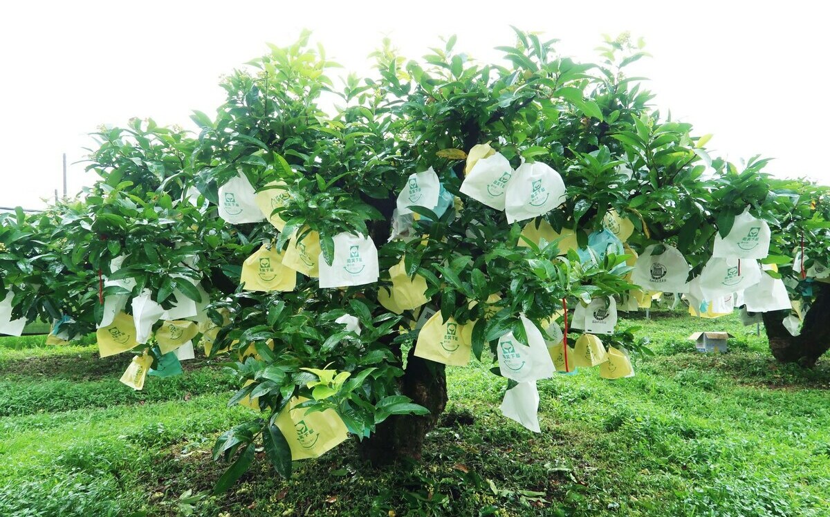 花蓮類農遊券暑假上路！農業部曝光發放金額