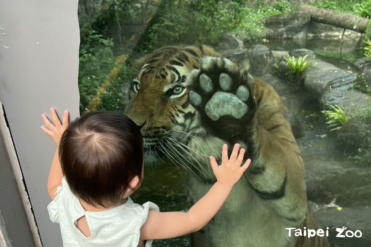 馬來虎「Shima」好奇盯著玻璃外小朋友看。 圖：台北市立動物園／提供
