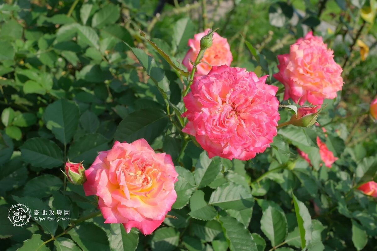 5月迎來台北玫瑰園的超美花季，五彩繽紛的玫瑰綻放中。 圖：翻攝自台北市政府工務局公園路燈工程管理處官網