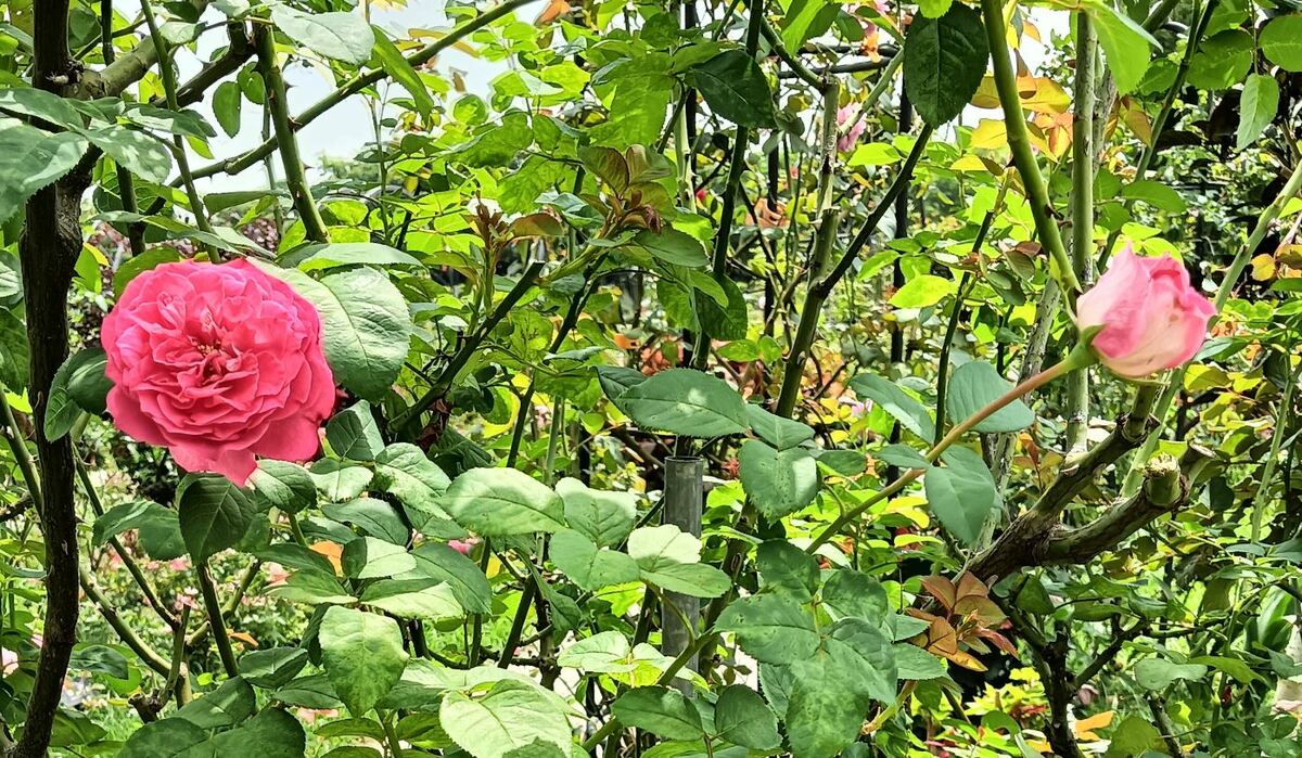 「椰子冰」植株高度可達150公分，顯眼的麝香粉紅色花朵。 圖：翻攝自台北市公園處官網