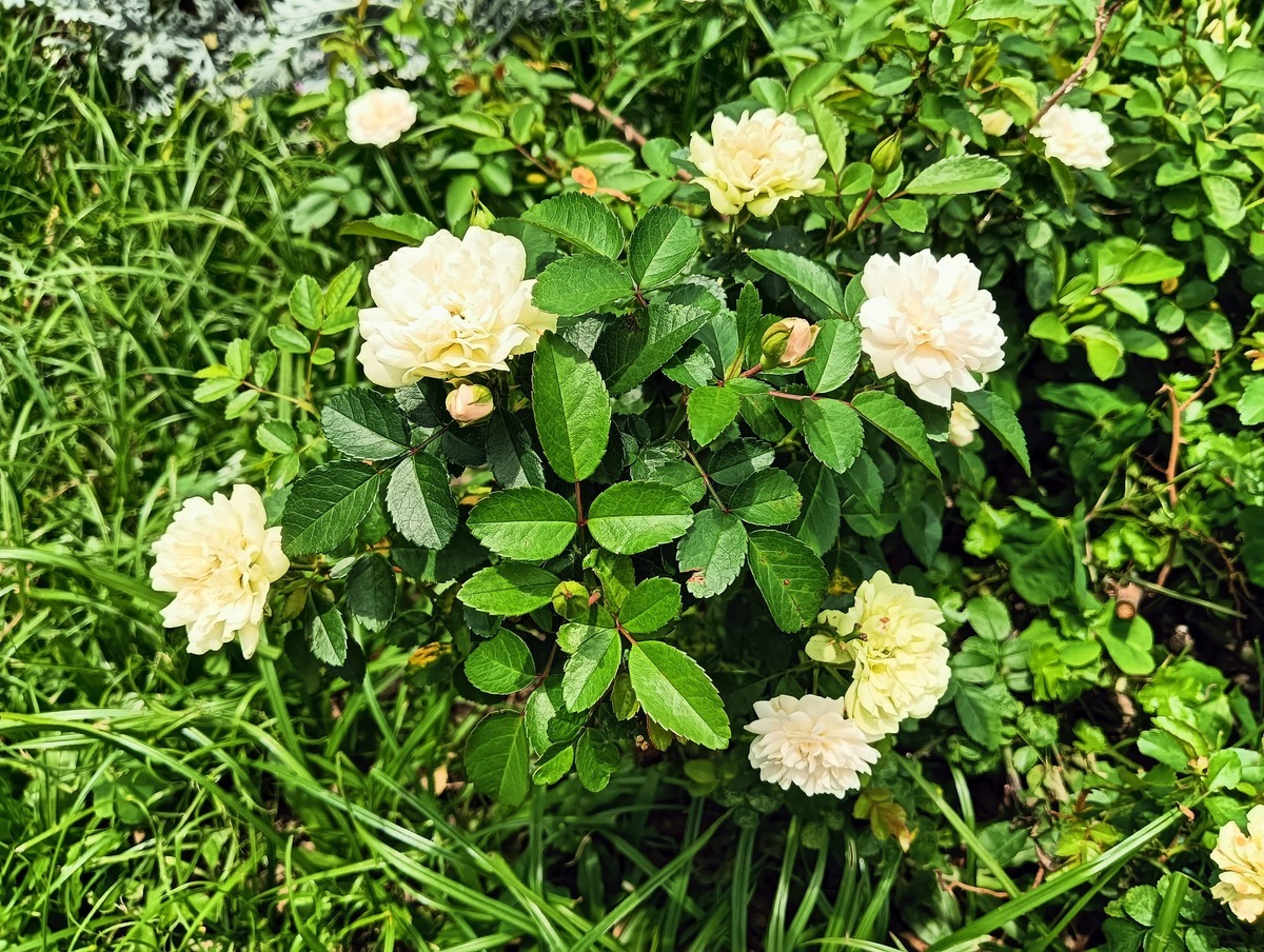 綠冰」在日照不足時，花瓣會呈現淺綠色。 圖：翻攝自台北市公園處官網