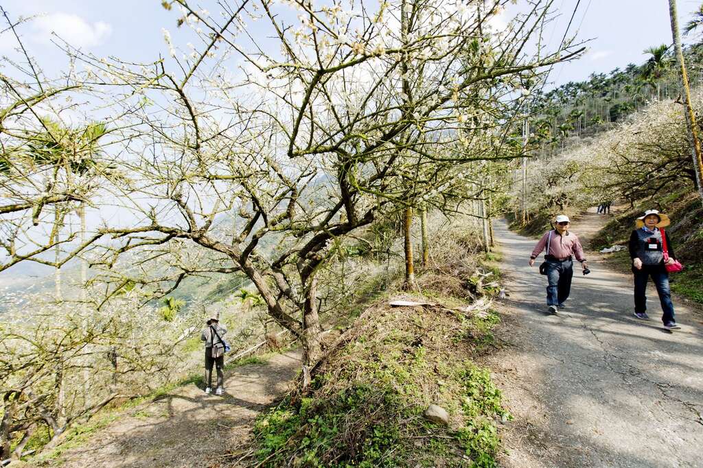 梅嶺登山步道。 圖：台南市政府觀光旅遊局／提供