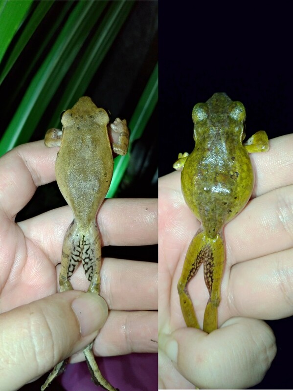 斑腿樹蛙與原生物種布氏樹蛙比較。 圖：林試所／提供
