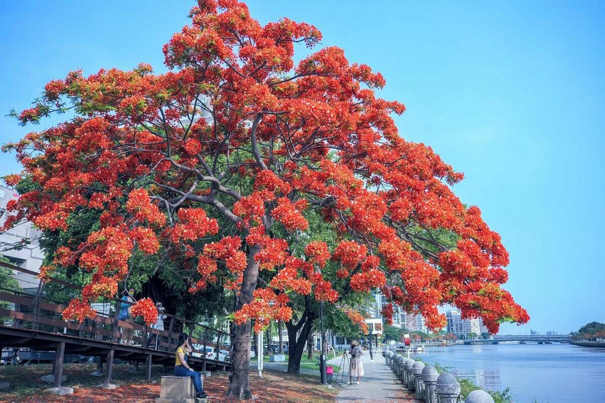 愛河沿岸盛開的鳳凰花。 圖：高雄市觀光局/提供